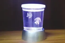 观赏水母悄然成鱼缸里的“新宠”图片