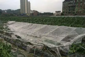 八级大风肆虐南川大观图片