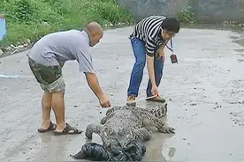 浙江路边现食人鳄（组图）盘点细数恶性动物伤人事件图片