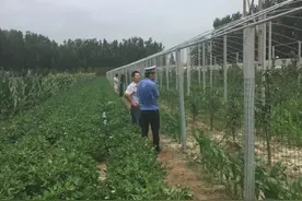 潍莱高铁平度段征地拆迁启动 严禁抢栽抢种图片