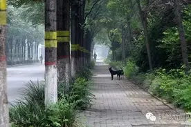 邯郸新园街流浪狗猖獗，市民抱怨影响出行！图片