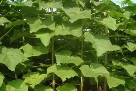 花花世界 | 凤凰鸣矣，于彼高冈。 梧桐生矣，于彼朝阳图片