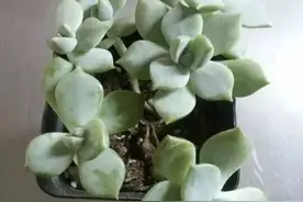 母亲·我·多肉，生活处处是阳光！图片