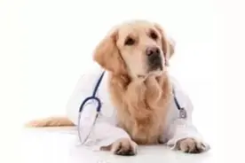 宠物知识狗狗传染病——狂犬病图片