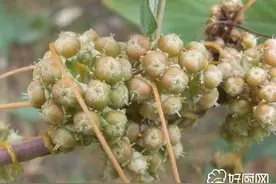 菟丝子的食疗方图片