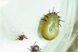 宠物知识如何预防蜱虫叮咬狗狗图片
