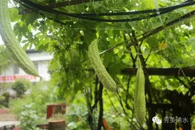 肖哥美食民间偏方：吃苦瓜治粉刺？图片