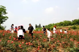 潼南：“七朵花”带火乡村游 村民增收机会多了图片