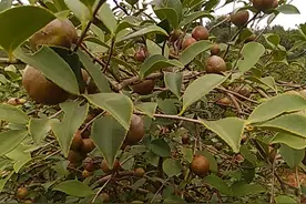 湖南中科果树油茶研究所高产油茶基地供油茶苗！视频封面