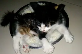 又在垃圾桶堆边捡一窝喵喵还有个喵妈，为什么呢。好凶要凶我视频封面
