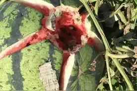 大兴西瓜都砸开了花，北京两区雹灾保险估损或超4000万！图片