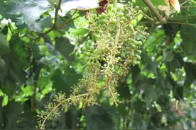 葡萄霜霉病图片