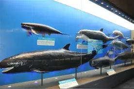 青岛新鲸馆重新开放 为国内唯一鲸类主题展馆图片