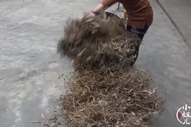 收豌豆最省力的方法，农村小妞和妈妈这样做，你们那儿也是吗