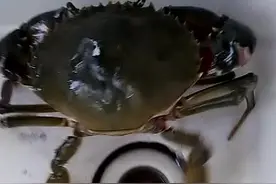 晚上这两兄弟陪我喝酒了视频封面