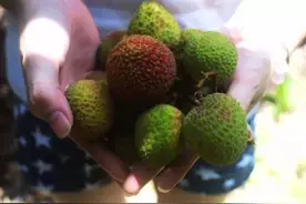 今年摘荔枝的最后机会！杨贵妃吃的荔枝也是在这摘的！图片