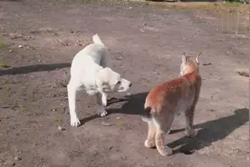 猞猁和大狗谁厉害？看了这视频你就知道了！视频封面