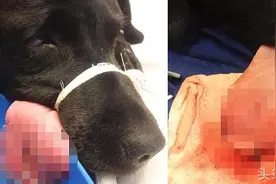 狗狗饿肚子在家翻东西吃，只找到猫粮，结果舌头就被切成了八块图片