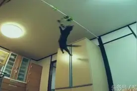 将老鼠挂到近2米高猫能够着嘛？结果好意外视频封面