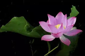 手机修图：如何将荷花变成水墨丹青效果图片
