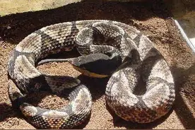 被五步蛇咬到后，真的只要走五步就会丧命吗？图片