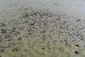 这点鱼池竟养了这么多鲶鱼，一饿全攒动了，看的浑身起鸡皮疙瘩图片