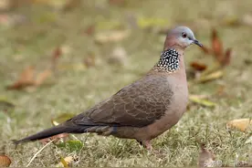 斑鸠作为人们唯一爱吃的鸟，会不会恨人类图片