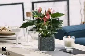现代感十足的水泥花盆，看完你也能DIY丨花草课堂图片