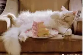 铲屎的不给猫买罐头，喵星人“以死相逼”图片