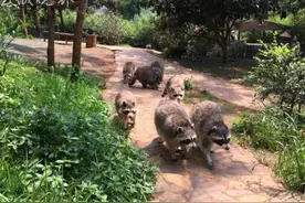 萌宠还是“繁殖狂魔”！云南野生动物园浣熊家族又添30只萌宝宝图片