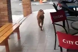 狗狗也成精了，自己去超市买东西！网友：又是别人家的狗图片