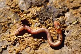 泥里会分身的龙，是降压、平喘、通经络的中药，化成水更厉害图片