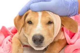 狗狗意外受伤流血了怎么办，应该怎样正确的处理狗狗的伤口？图片