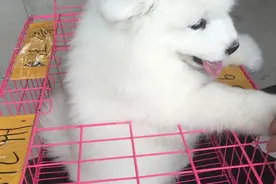 我家的萨摩耶——六六的成长日记图片