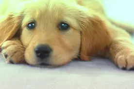 狗狗也贫血，需要补充营养，那怎样才能拥有一只活泼可爱的狗狗呢图片