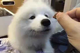 [宠物]萨摩耶，微笑天使，魔鬼睡姿！图片