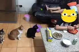 主人剥虾时转头看到家里的三只猫咪竟然在排队，喵：能开饭了吗？图片