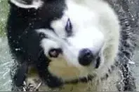 哈士奇大战柴犬，表情包大战，你支持谁？图片