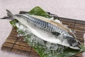 各种鱼类的食疗作用---吃鱼防癌效果佳（鲭鱼）图片