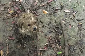 雨中哆嗦的流浪狗，被人打断了腿，你的主人到底在哪？图片