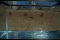 鞭炮在水中爆炸的慢动作，就像迷你深水炸弹图片