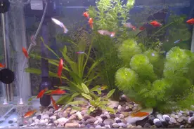 养鱼已经Out 来养水母吧图片