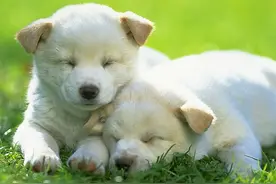 狗狗干呕是怎么回事？或许是犬窝咳的初期症状，一定要引起注意图片