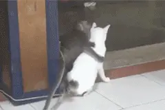 萌宠搞笑图第364：​猫要跟猴子分手，猴子做了最后的挽留图片