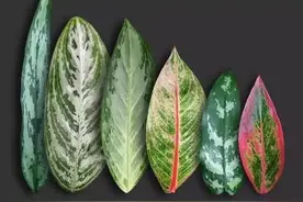 彩虹版本的万年青，如意皇后居然是最丑的那个图片