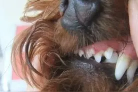 狗狗出现双排牙，其实危害性挺大，有哪些好办法能够解决呢？图片