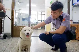柴犬3度离家出走让主人困扰，当发现它一直呆的地方让人哭笑不得图片
