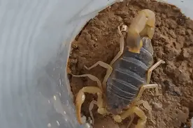 蝎子的成长历程，生命不易，且行珍惜。图片