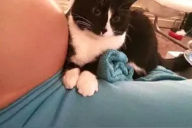 猫咪在宝宝出生前后都趴在女主肚子上，这样守护猫让网友感到了爱图片