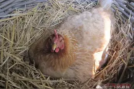 都昌农村母鸡孵小鸡过程，小时候你肯定见过图片